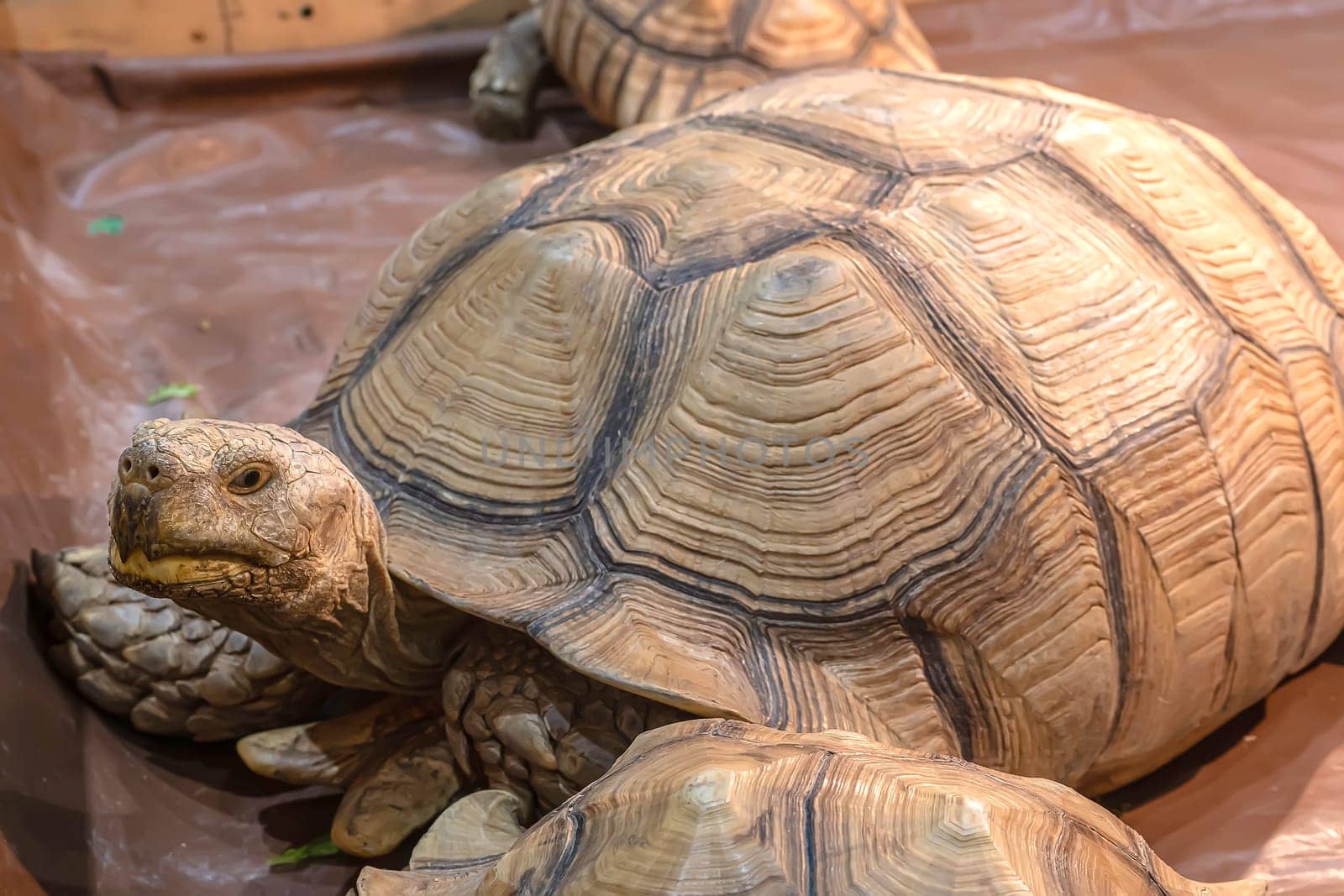 Sulcata tortoise on the wooden floor. It's a popular pet in Thailand.