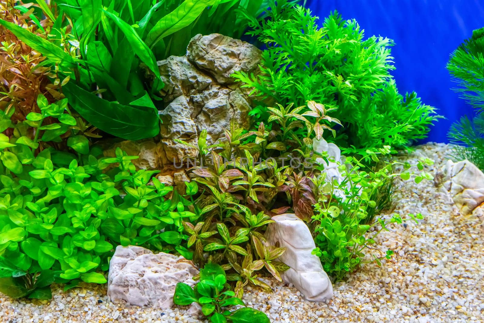 Underwater landscape nature forest style aquarium tank with a variety of aquatic plants, stones and herb decorations.