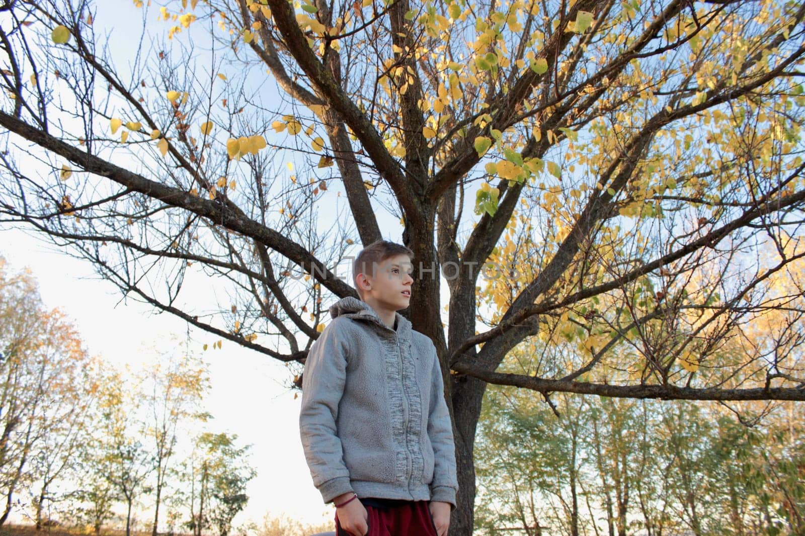 A boy are playing with yellow autumn leaves under a tree in the garden .