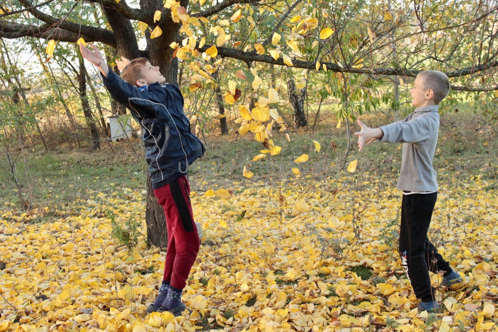 Two boys are playing with yellow autumn leaves under a tree in the garden .