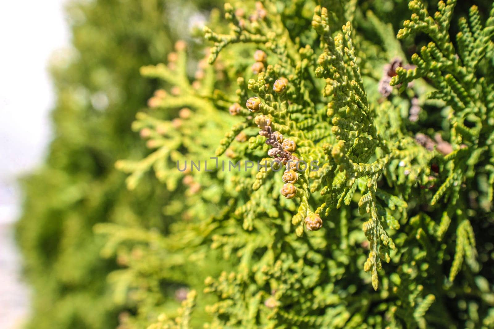 Closeup of green thuja occidentalis. Fresh green leaves, branches of thuja trees close up. Thuya twig occidentalis, evergreen coniferous tree. Chinese thuja. Conifer cedar thuja leaf green texture.