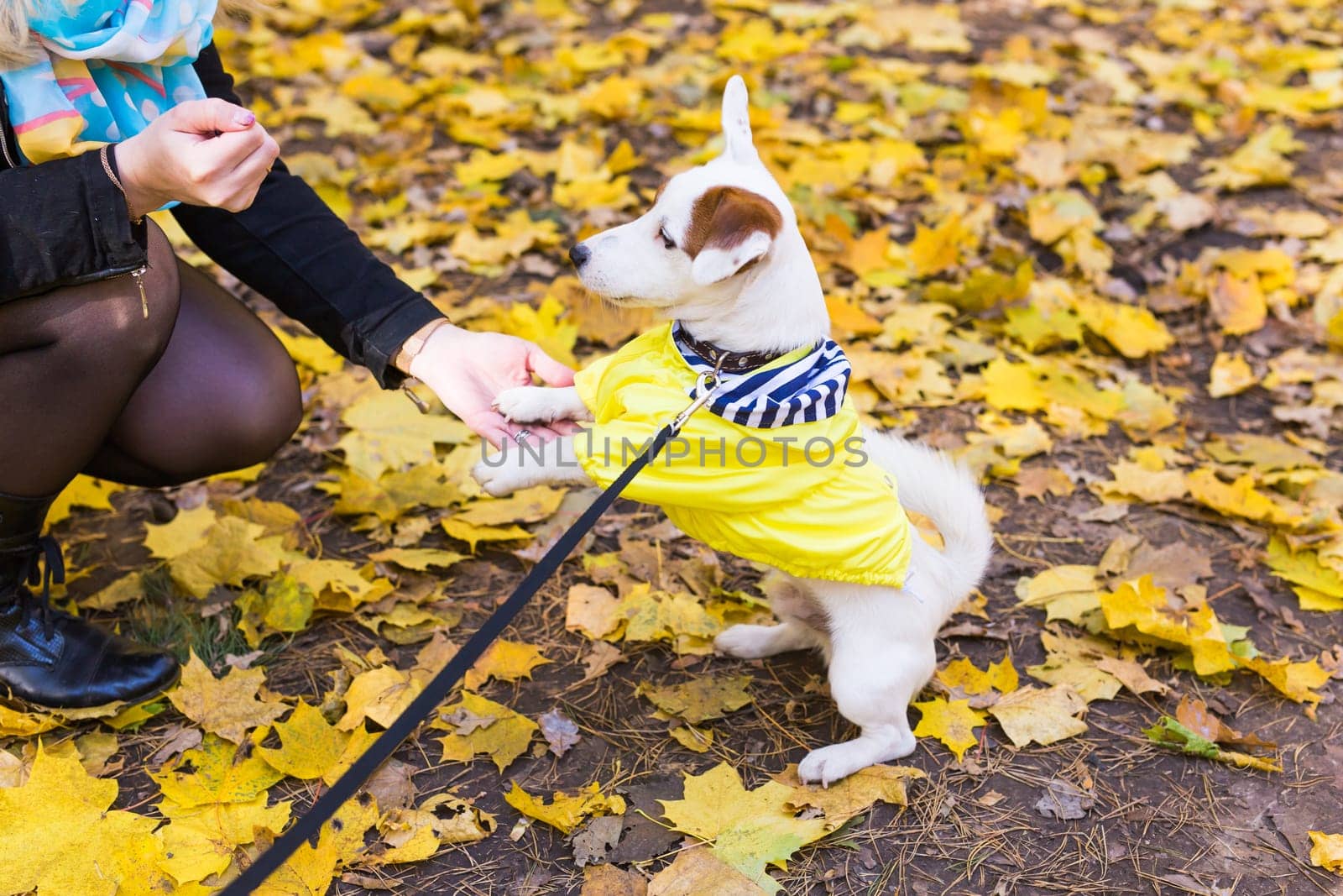 Woman with a dog jack russell terrier. friendship and pet concept. Small dog walking in the autumn