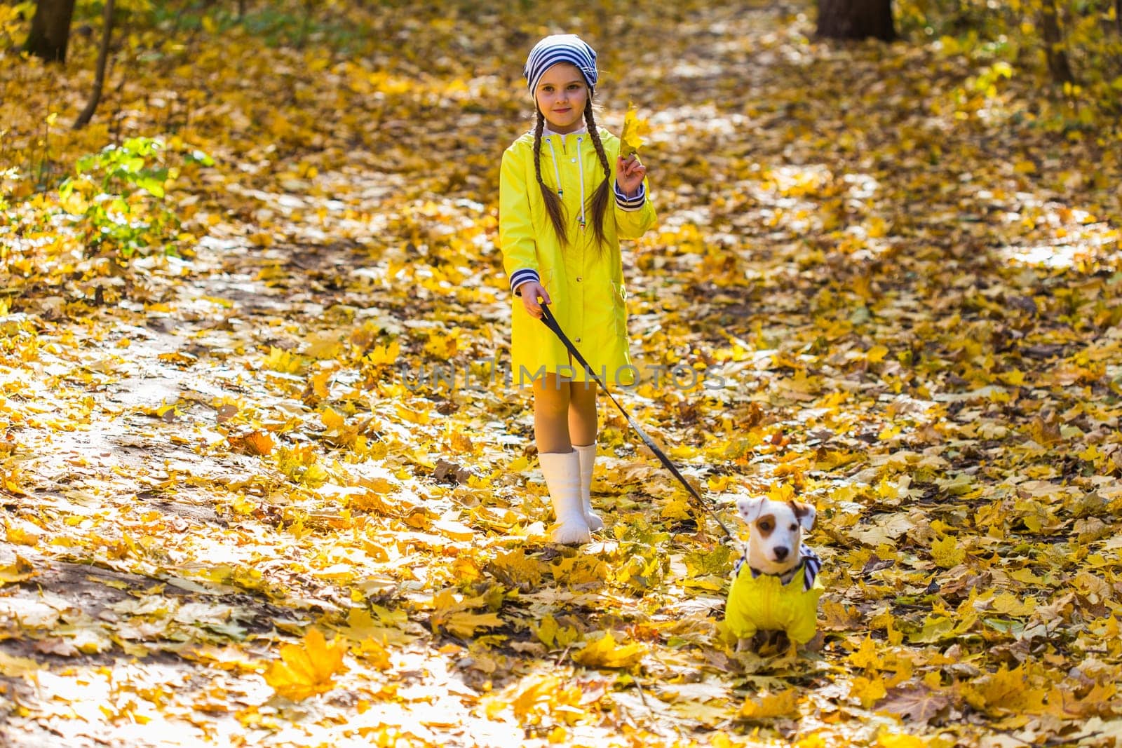 Child plays with Jack Russell Terrier in autumn forest. Autumn walk with a dog, children and pet.