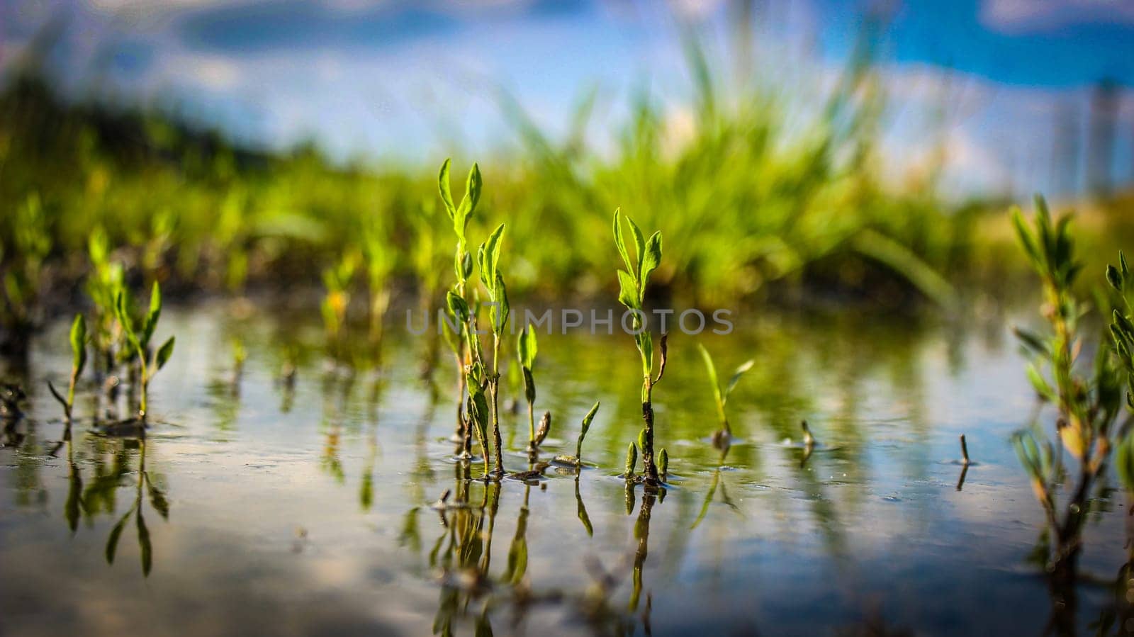 Close-up of a green grass in a swamp