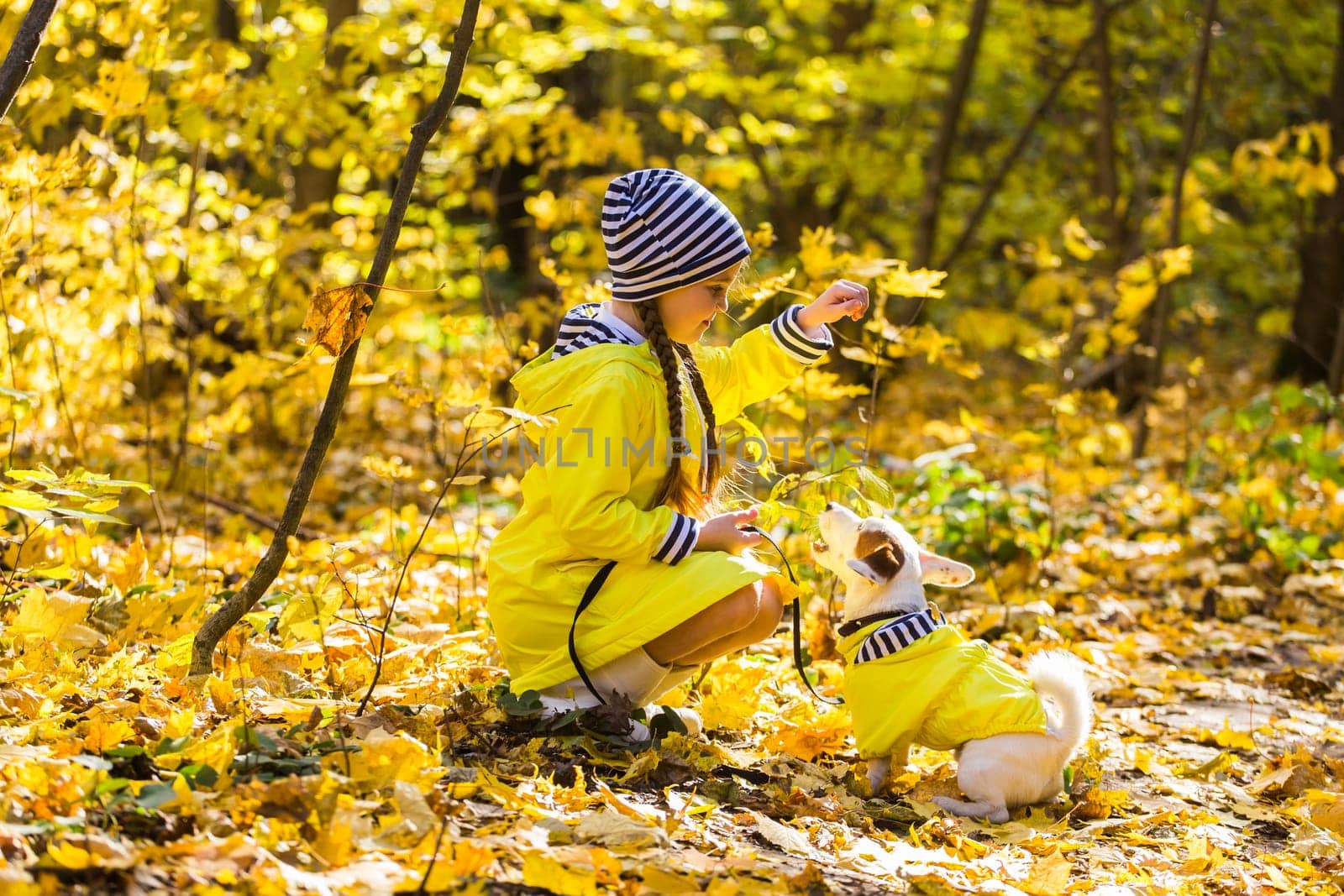 Portrait of a little girl on a background of orange and yellow leaves in an autumnal sunny day. Little puppy jack russell terrier. Pet and child concept.