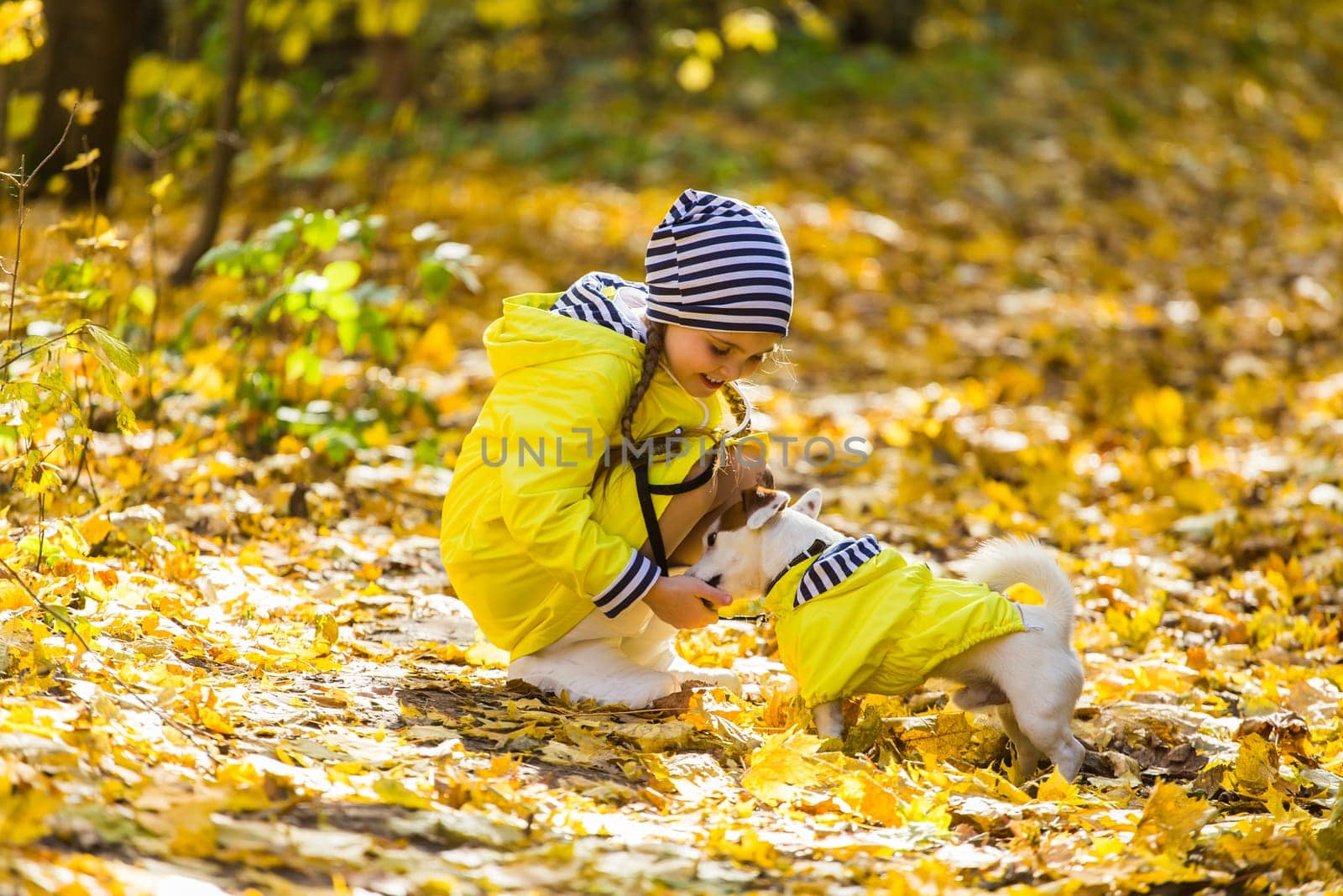 Child playing in autumn park with a jack russell terrier. Kid and jack russell dog.