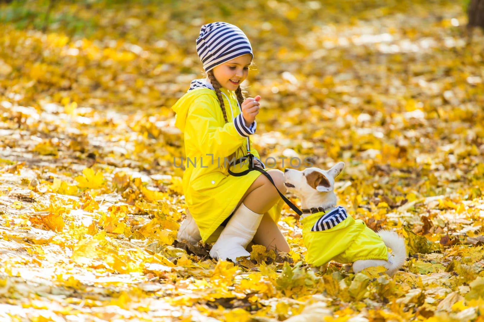 Child playing in autumn park with a jack russell terrier. Kid and jack russell dog.