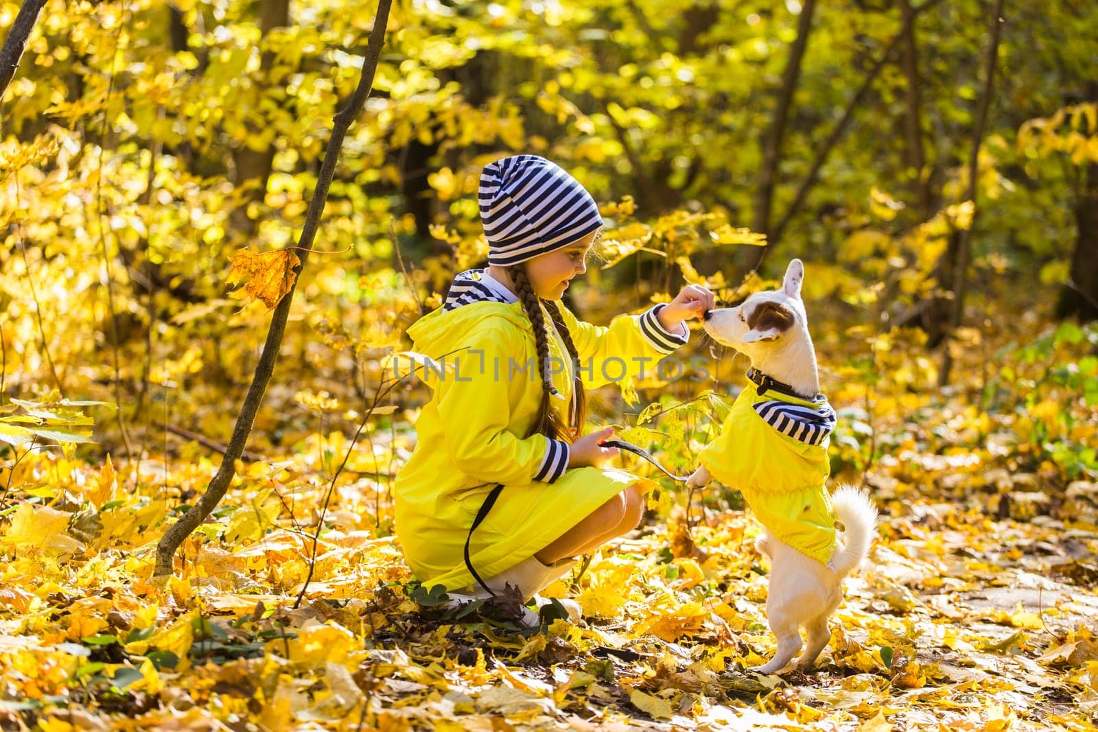 Child playing in autumn park with a jack russell terrier. Kid and jack russell dog.