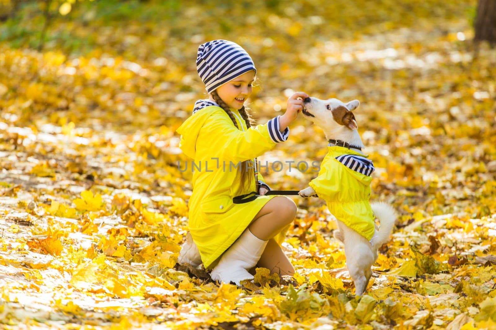Girl with a dog jack russell terrier. Child, childhood, friendship and pet concept. Small dog walking in the autumn park.