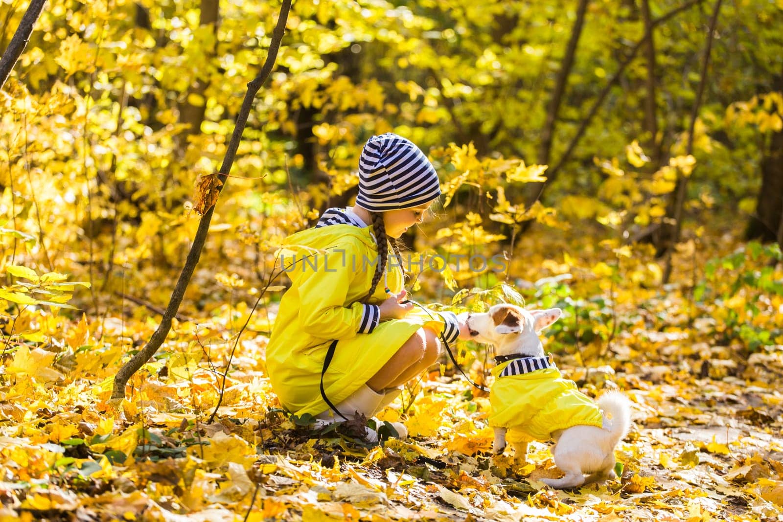 Child playing in autumn park with a jack russell terrier. Kid and jack russell dog.