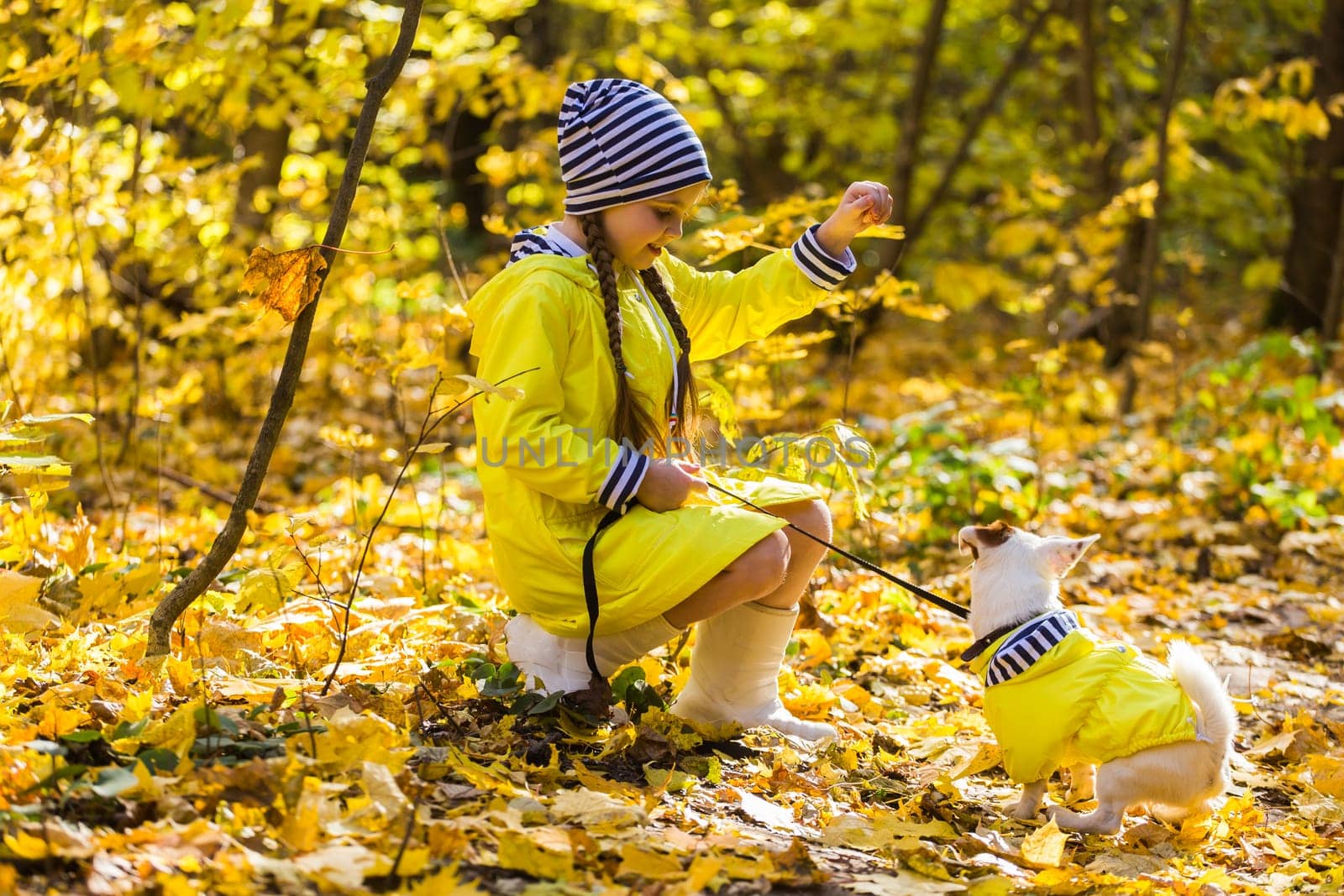 Portrait of a little girl on a background of orange and yellow leaves in an autumnal sunny day. Little puppy jack russell terrier. Pet and child concept.