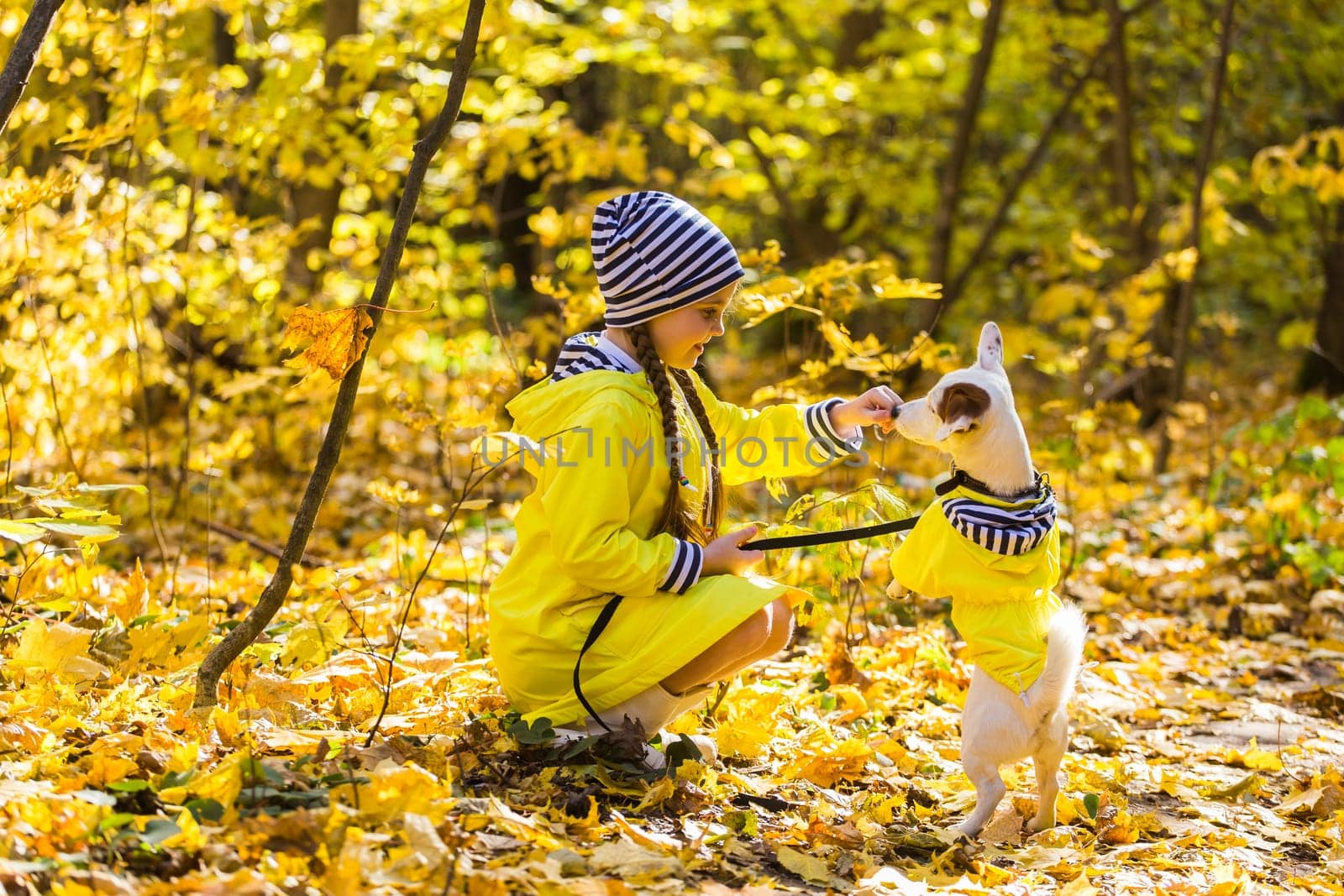 Portrait of a little girl on a background of orange and yellow leaves in an autumnal sunny day. Little puppy jack russell terrier. Pet and child concept.