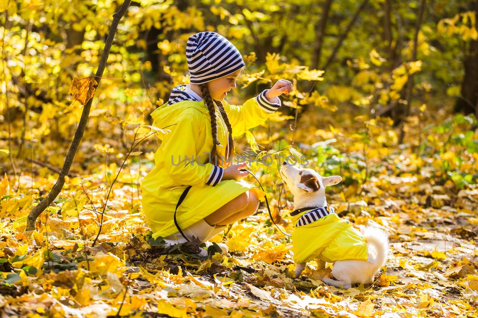 Girl with a dog jack russell terrier. Child, childhood, friendship and pet concept. Small dog walking in the autumn park.