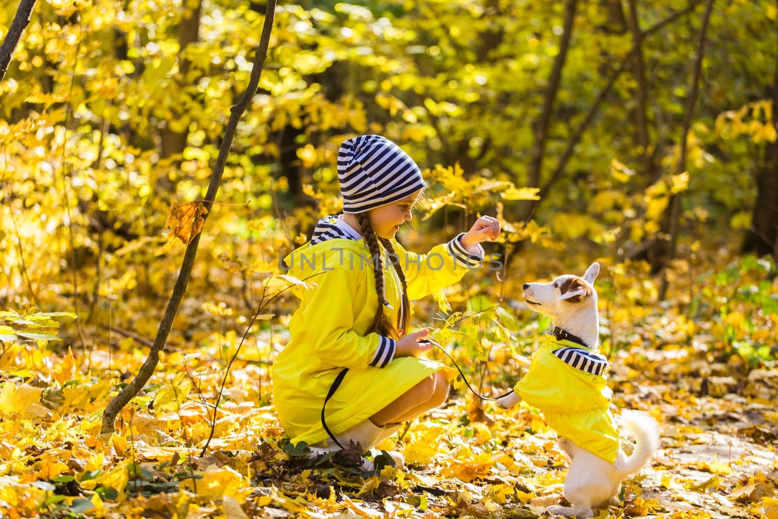 Child plays with Jack Russell Terrier in autumn forest. Autumn walk with a dog, children and pet.
