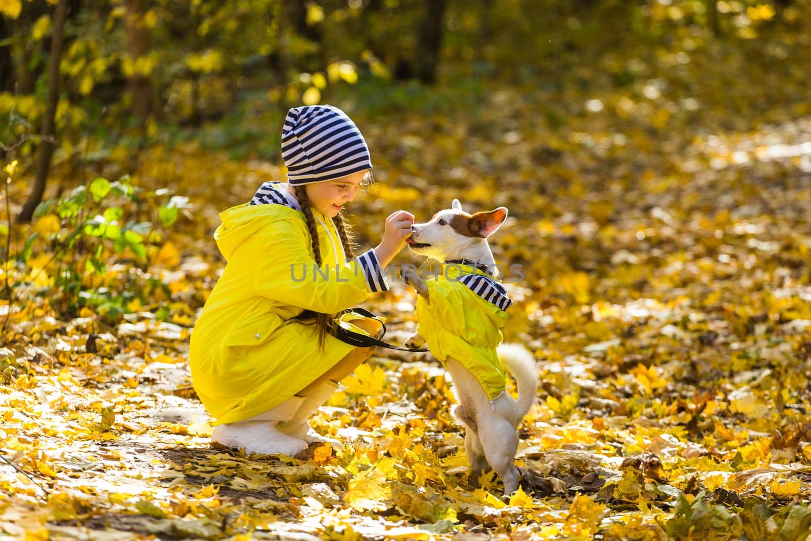 Girl with a dog jack russell terrier. Child, childhood, friendship and pet concept. Small dog walking in the autumn park.