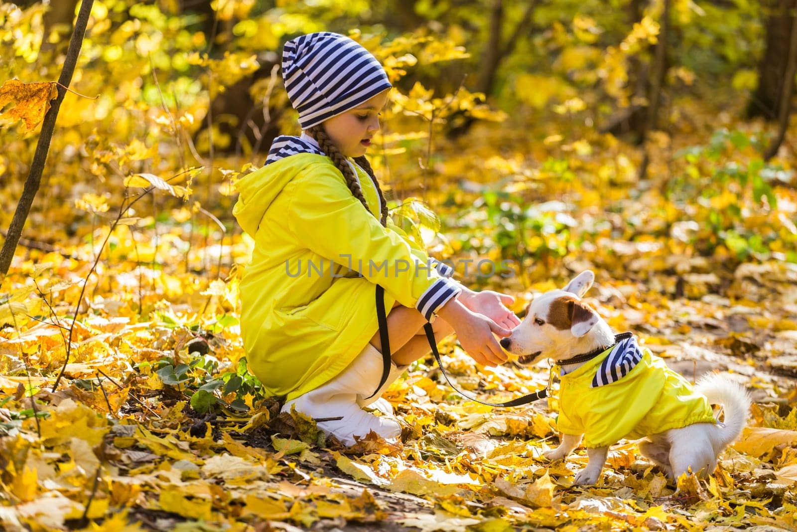 Child plays with Jack Russell Terrier in autumn forest. Autumn walk with a dog, children and pet.