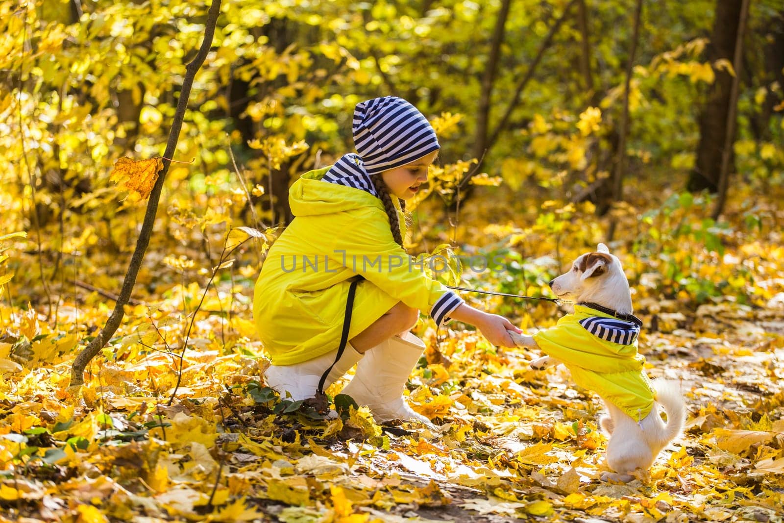 Portrait of a little girl on a background of orange and yellow leaves in an autumnal sunny day. Little puppy jack russell terrier. Pet and child concept.
