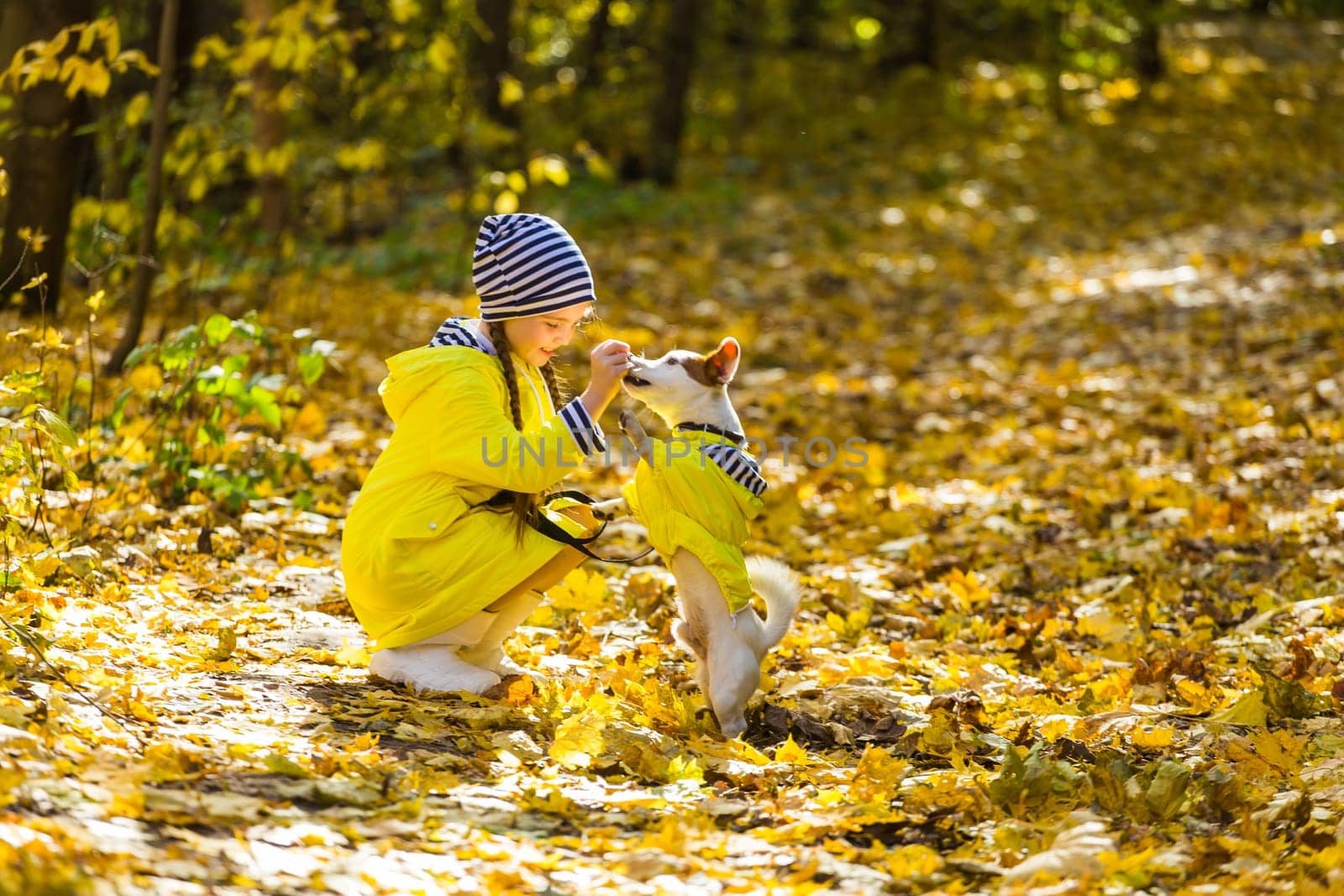 Portrait of a little girl on a background of orange and yellow leaves in an autumnal sunny day. Little puppy jack russell terrier. Pet and child concept.