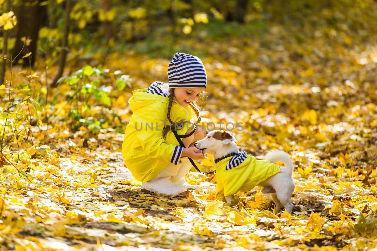 Child plays with Jack Russell Terrier in autumn forest. Autumn walk with a dog, children and pet.