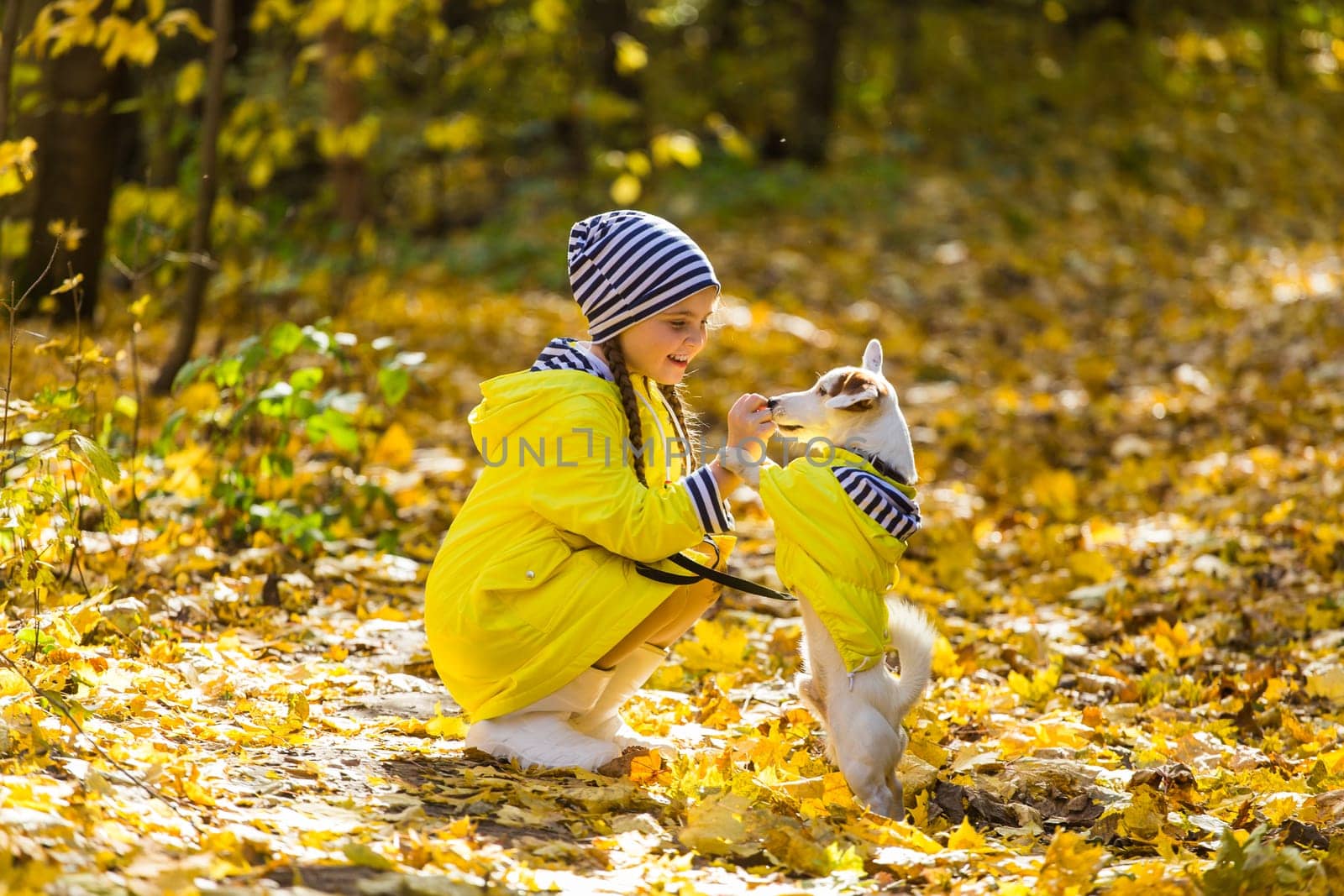 girl playing with her dog in autumn forest. Child and jack russell terrier dog.