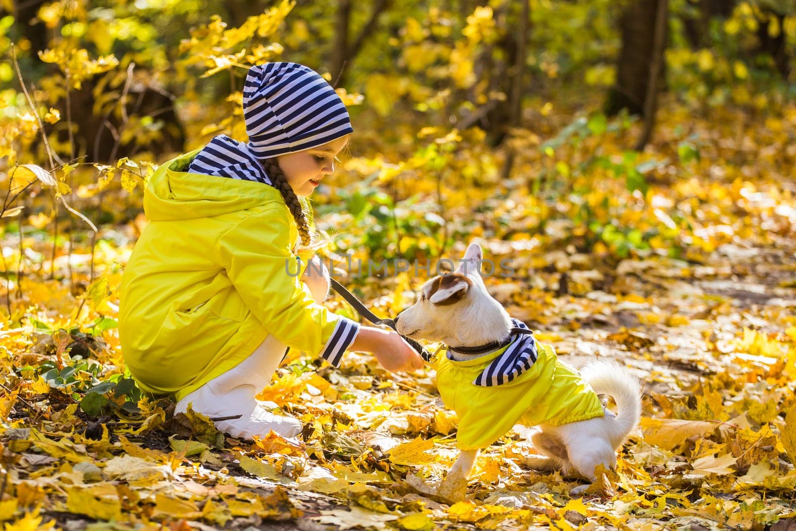 girl playing with her dog in autumn forest. Child and jack russell terrier dog.