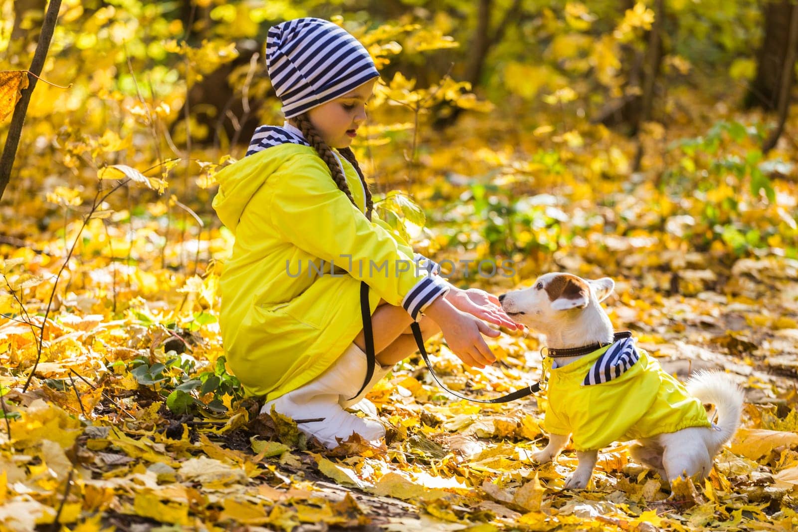 Portrait of a little girl on a background of orange and yellow leaves in an autumnal sunny day. Little puppy jack russell terrier. Pet and child concept.