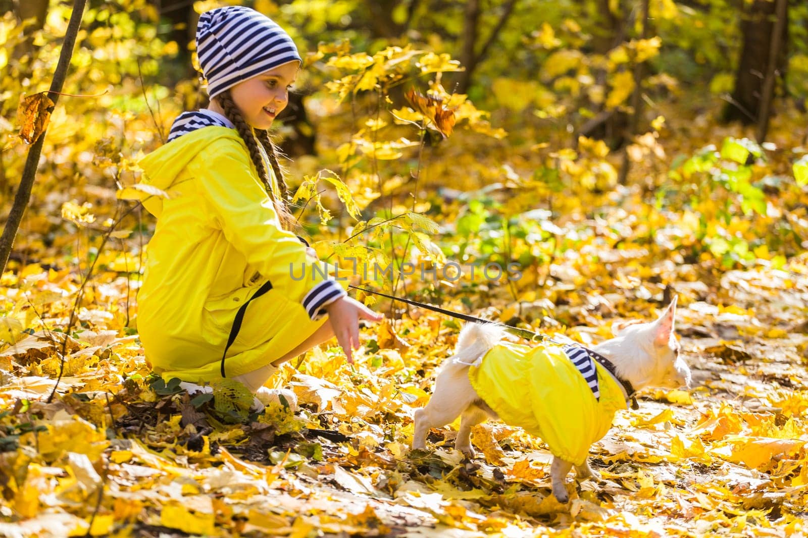 Child plays with Jack Russell Terrier in autumn forest. Autumn walk with a dog, children and pet.