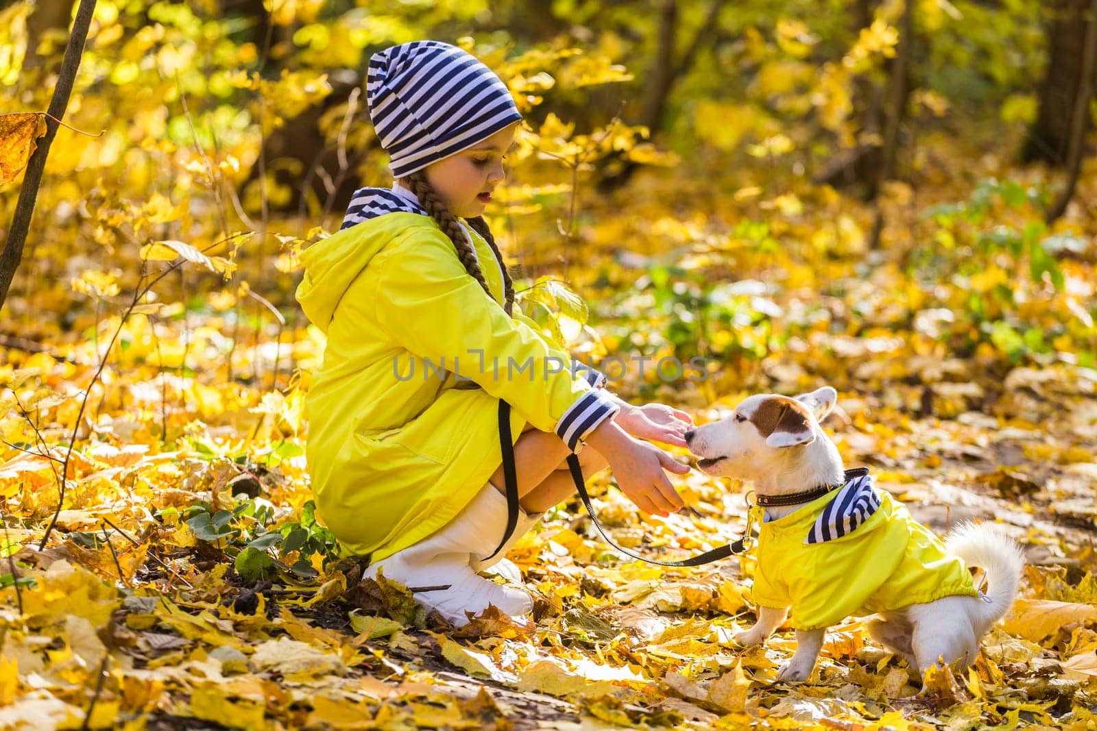 Girl with a dog jack russell terrier. Child, childhood, friendship and pet concept. Small dog walking in the autumn park.