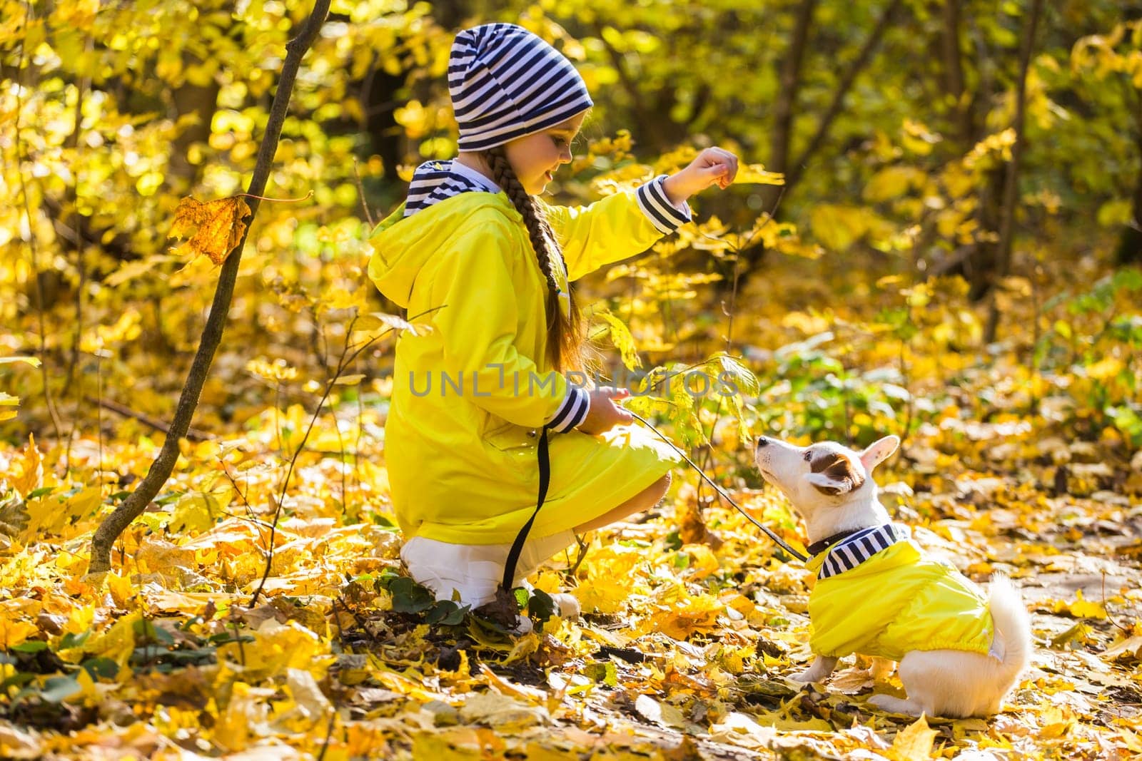 Child plays with Jack Russell Terrier in autumn forest. Autumn walk with a dog, children and pet.