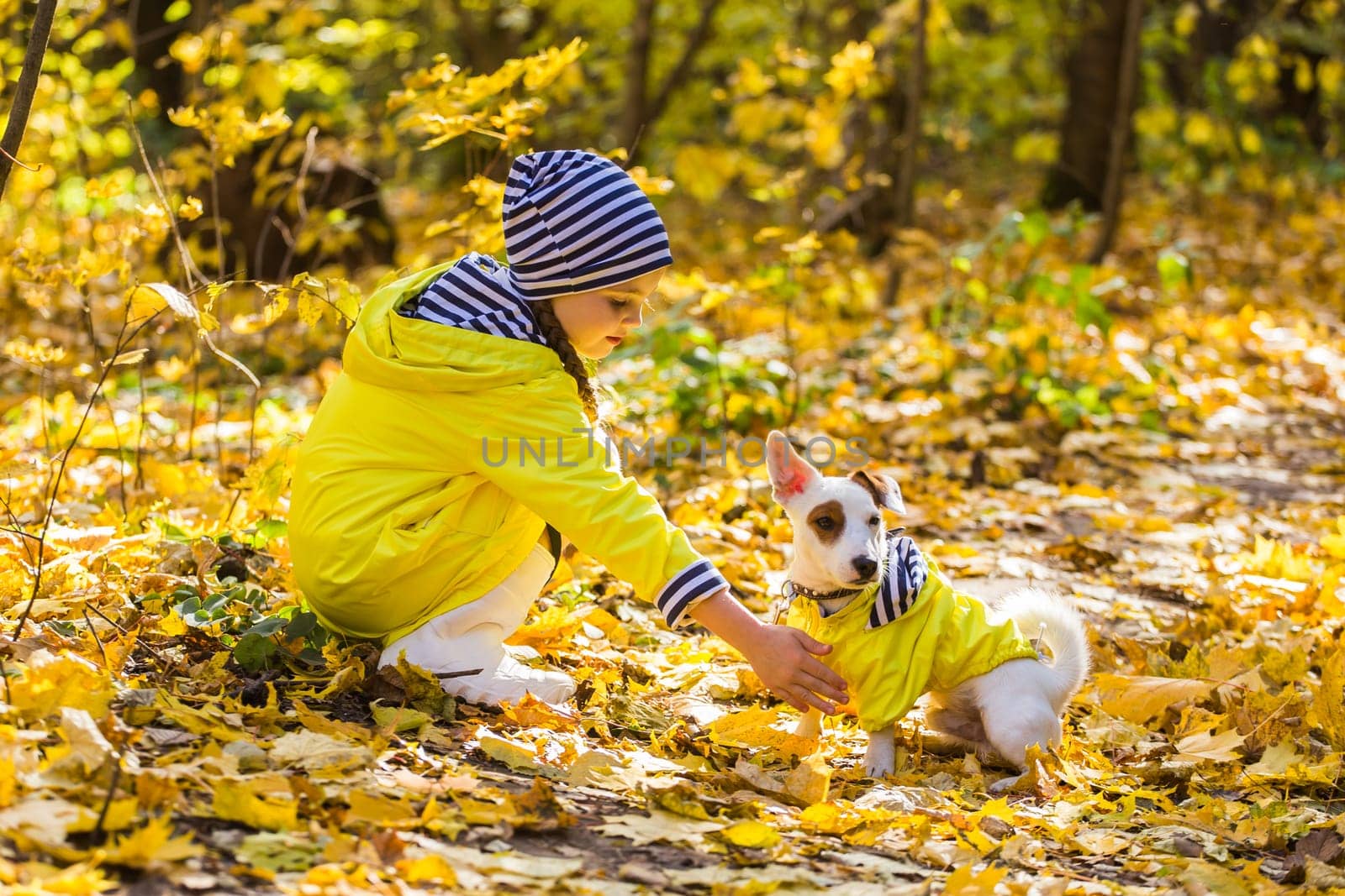 Portrait of a little girl on a background of orange and yellow leaves in an autumnal sunny day. Little puppy jack russell terrier. Pet and child concept.