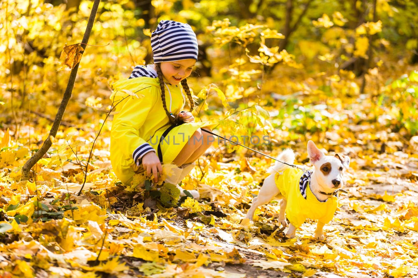 Portrait of a little girl on a background of orange and yellow leaves in an autumnal sunny day. Little puppy jack russell terrier. Pet and child concept.