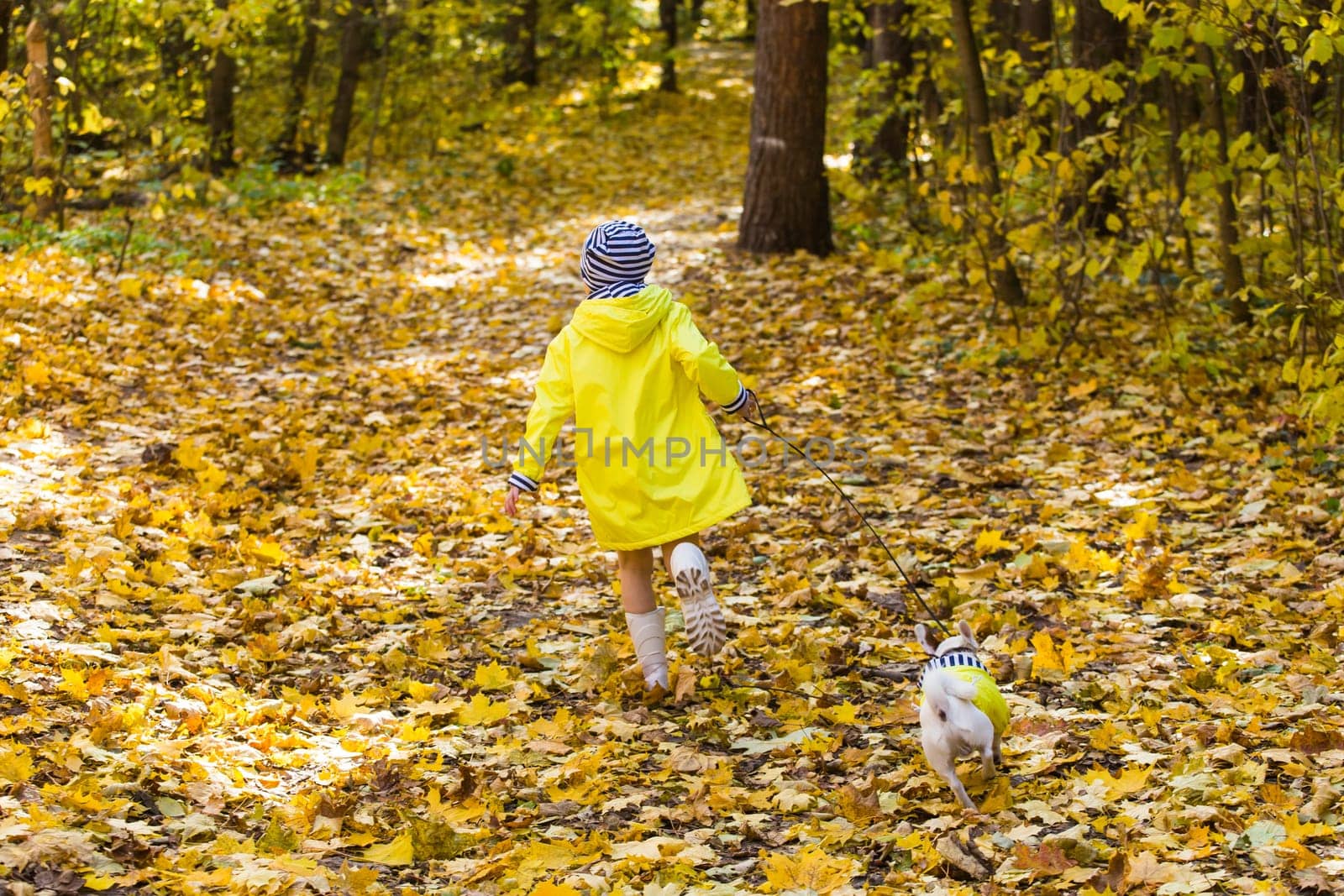 Child playing in autumn park with a jack russell terrier. Kid and jack russell dog.