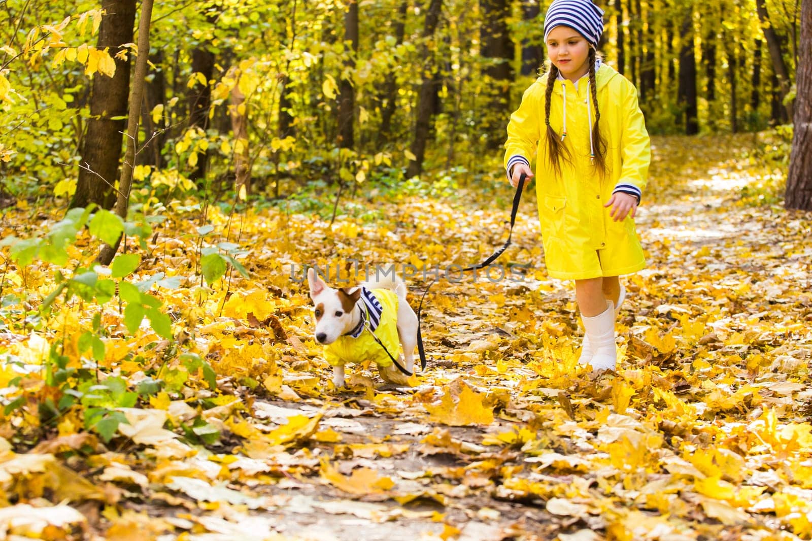 Child playing in autumn park with a jack russell terrier. Kid and jack russell dog.