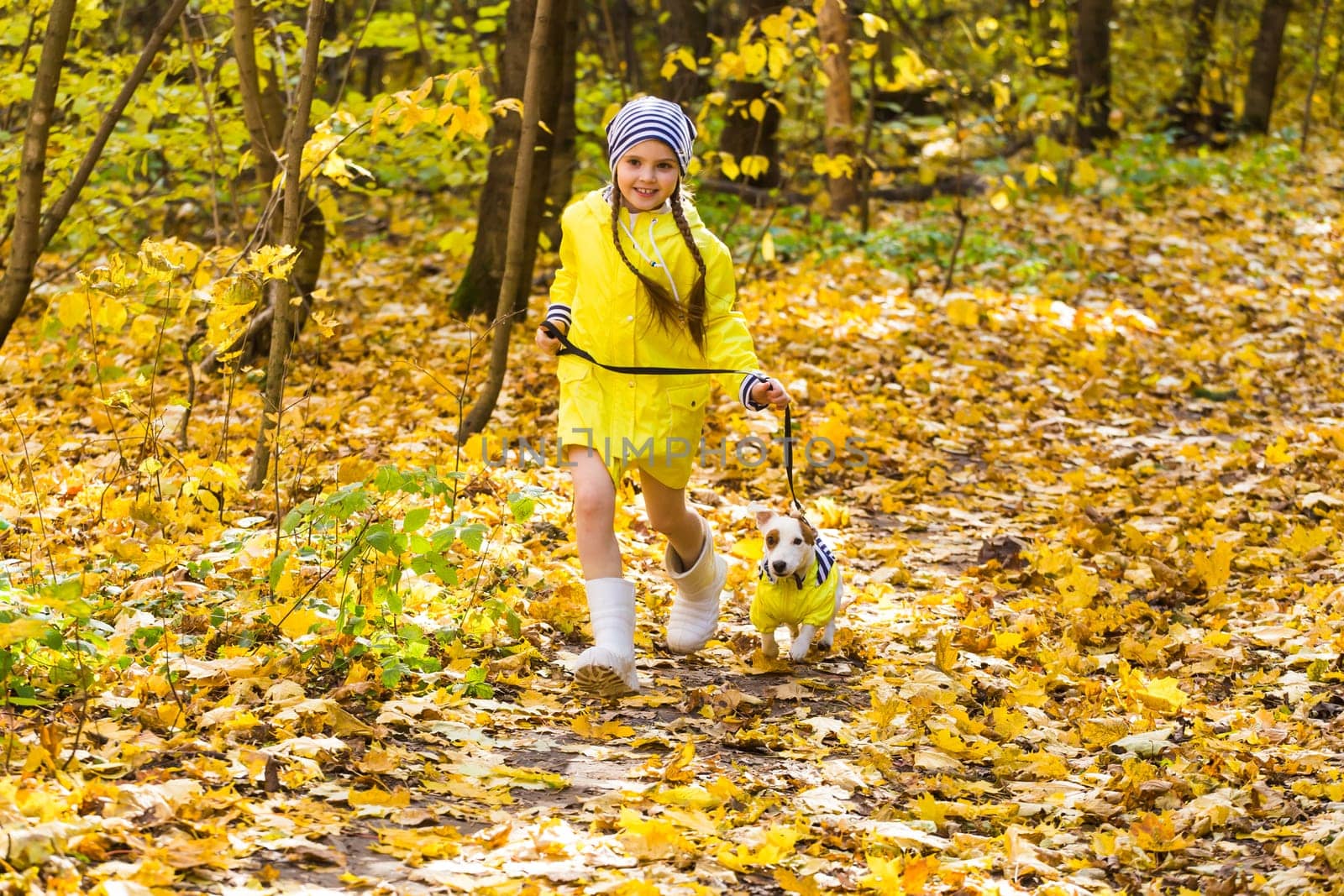 Portrait of a little girl on a background of orange and yellow leaves in an autumnal sunny day. Little puppy jack russell terrier. Pet and child concept.