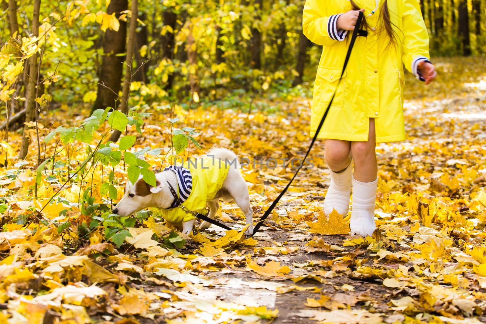 Portrait of a little girl on a background of orange and yellow leaves in an autumnal sunny day. Little puppy jack russell terrier. Pet and child concept.