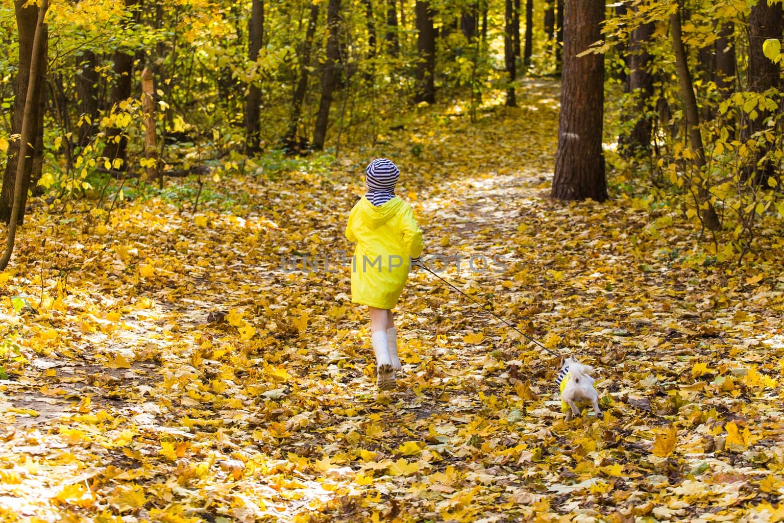 Portrait of a little girl on a background of orange and yellow leaves in an autumnal sunny day. Little puppy jack russell terrier. Pet and child concept.