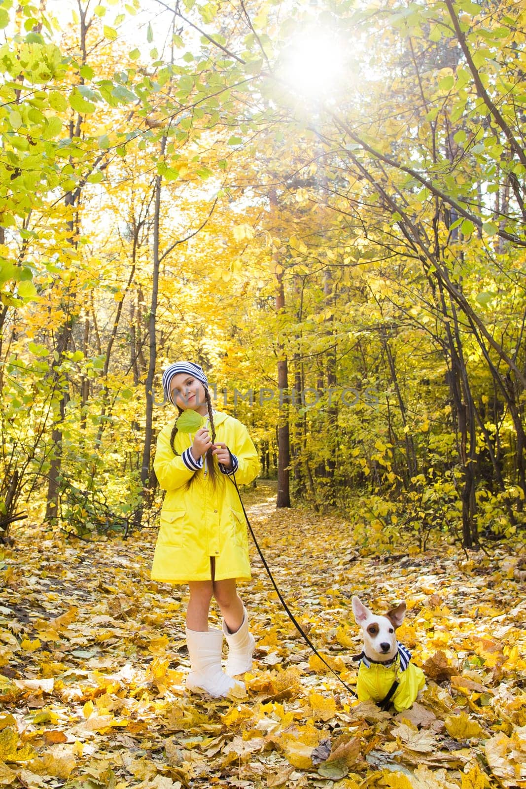 Child plays with Jack Russell Terrier in autumn forest. Autumn walk with a dog, children and pet.