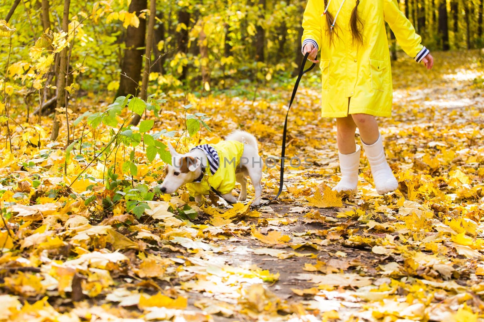 Child girl with dog outdoors. Kid with pet at autumn. Jack russell terrier puppy