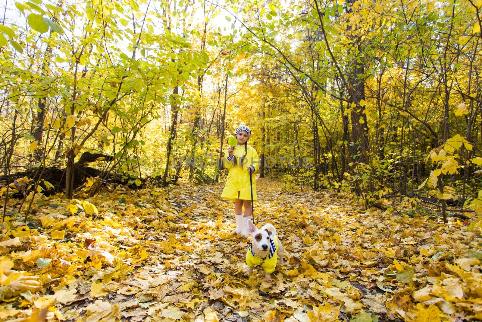 Child playing in autumn park with a jack russell terrier. Kid and jack russell dog.