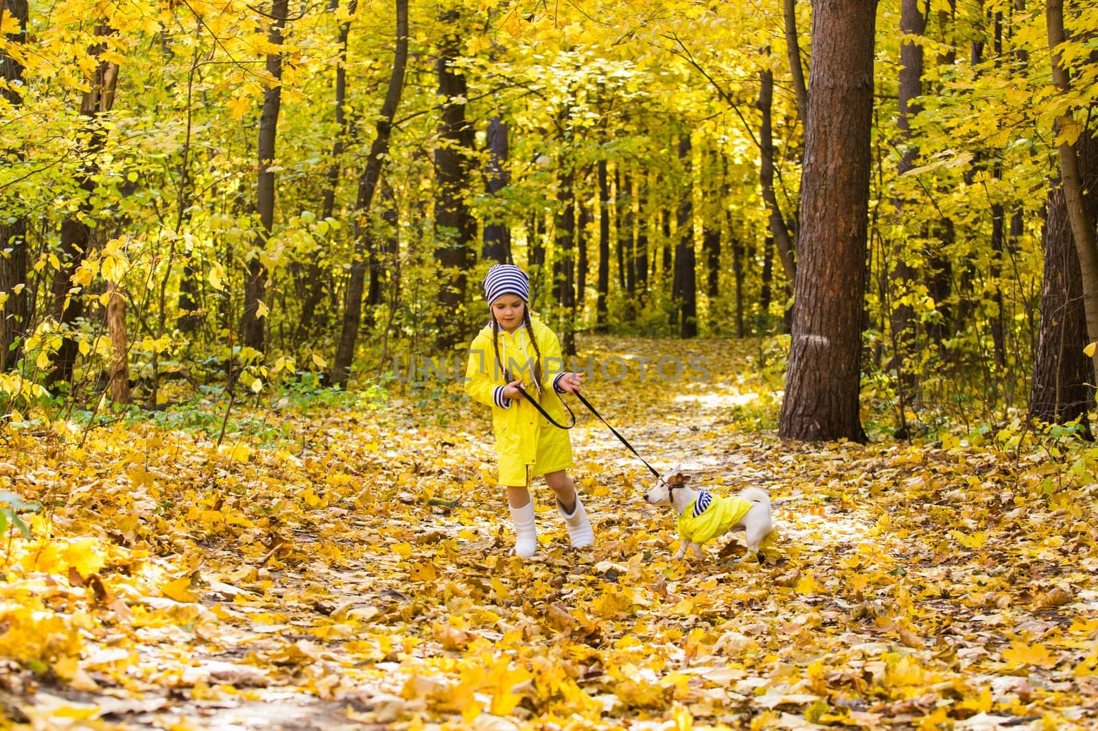 Child plays with Jack Russell Terrier in autumn forest. Autumn walk with a dog, children and pet.