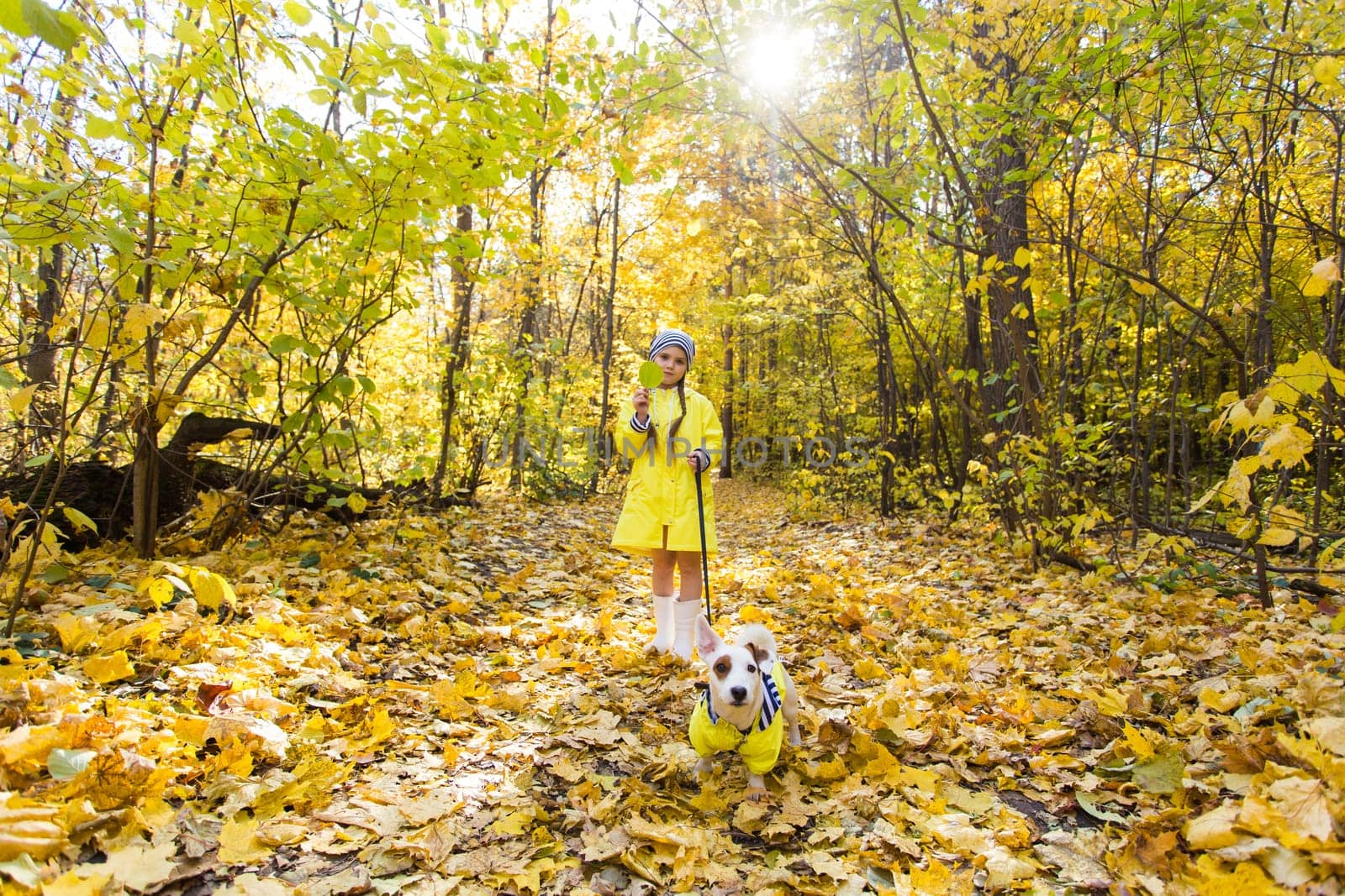 girl playing with her dog in autumn forest. Child and jack russell terrier dog.