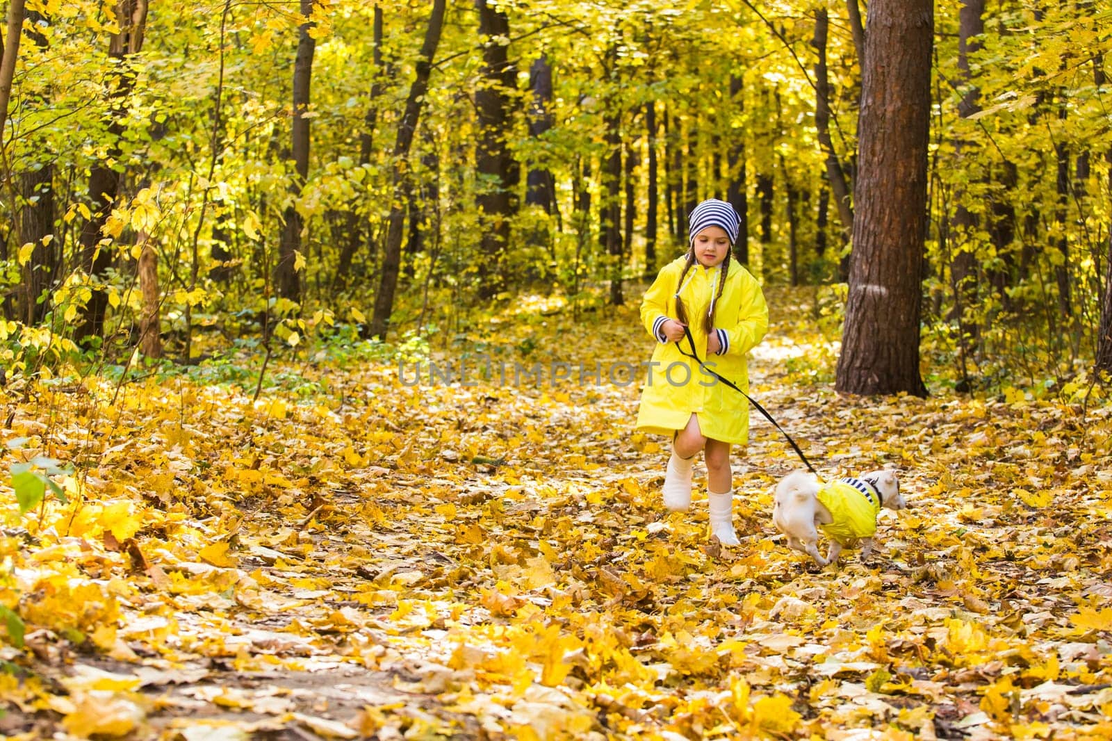 Portrait of a little girl on a background of orange and yellow leaves in an autumnal sunny day. Little puppy jack russell terrier. Pet and child concept.