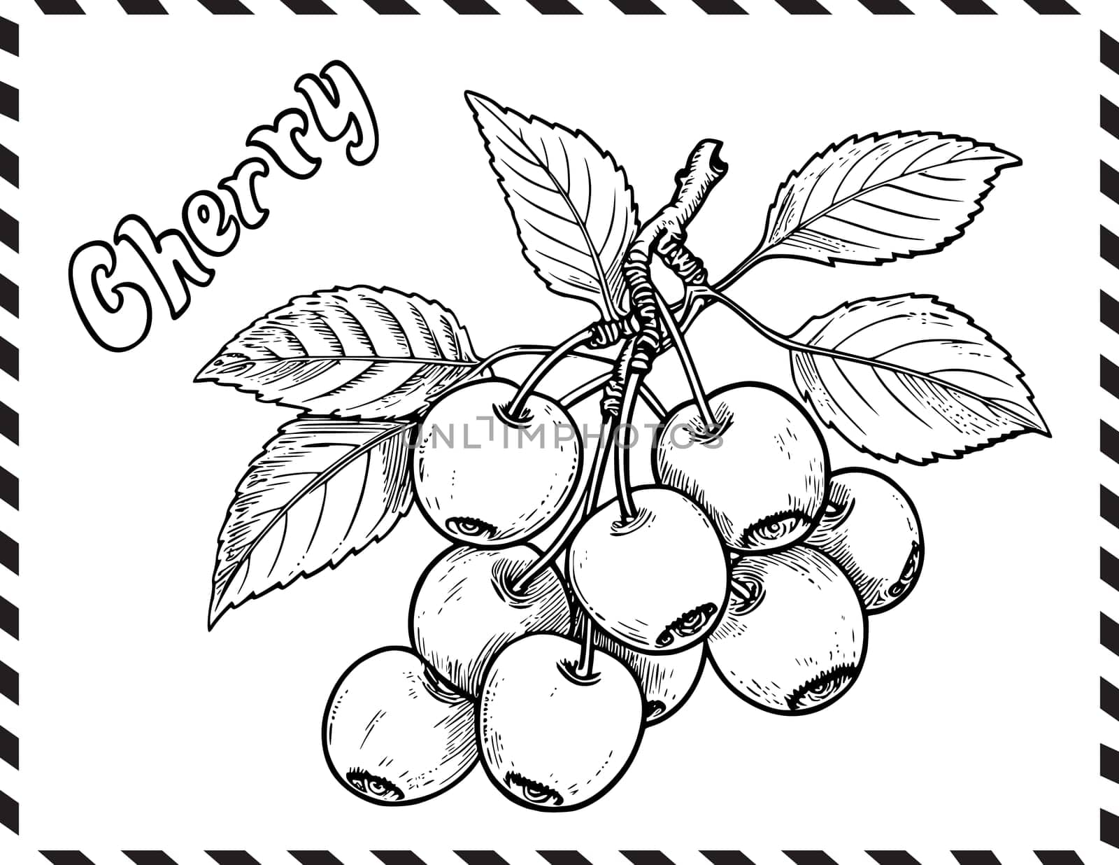 Cherry Coloring Page For Kids