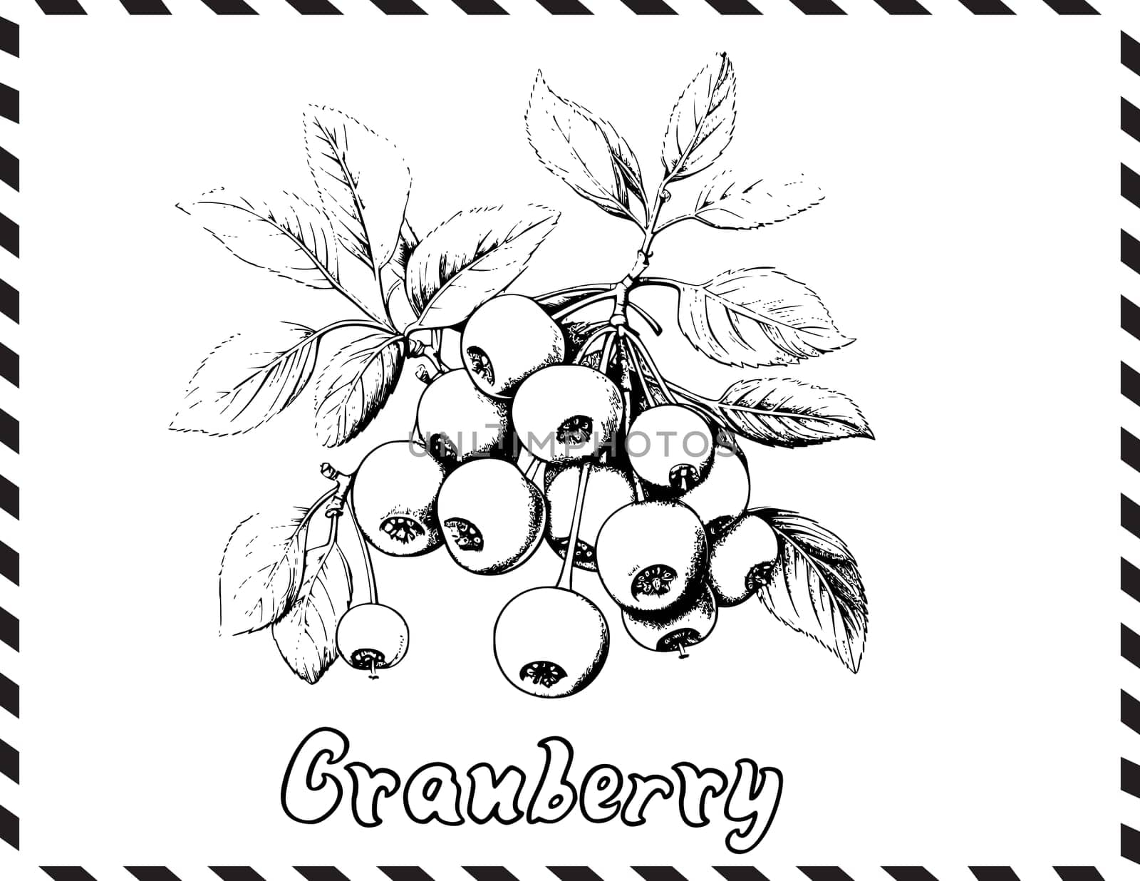Cranberry Coloring Pages for Kids