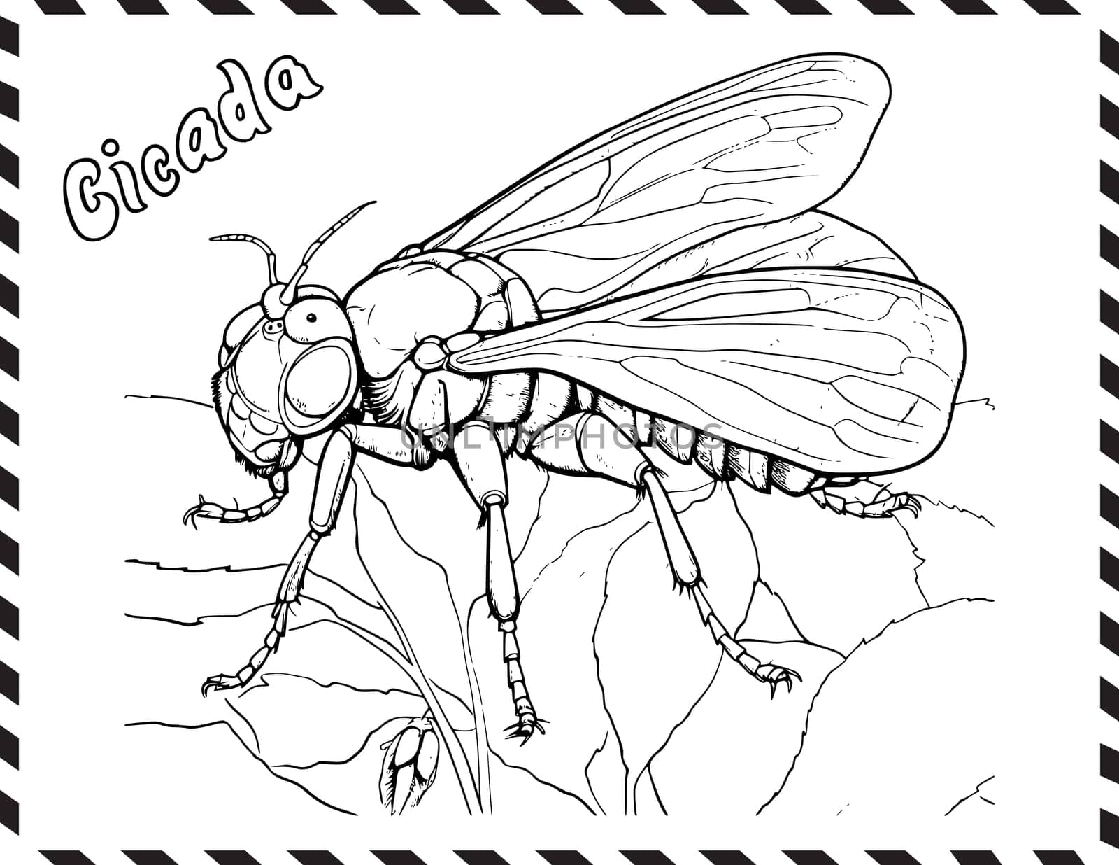 Cicada Coloring Page For Kids