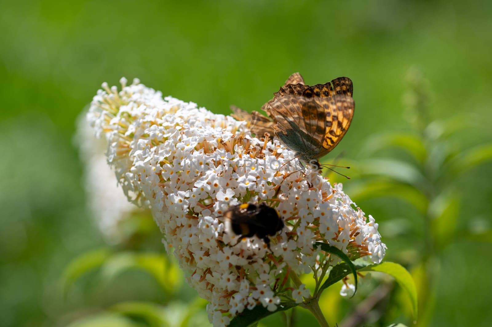 Butterfly "Emperor Mantle"" (Argynnis paphia) on white buddleia in green nature"