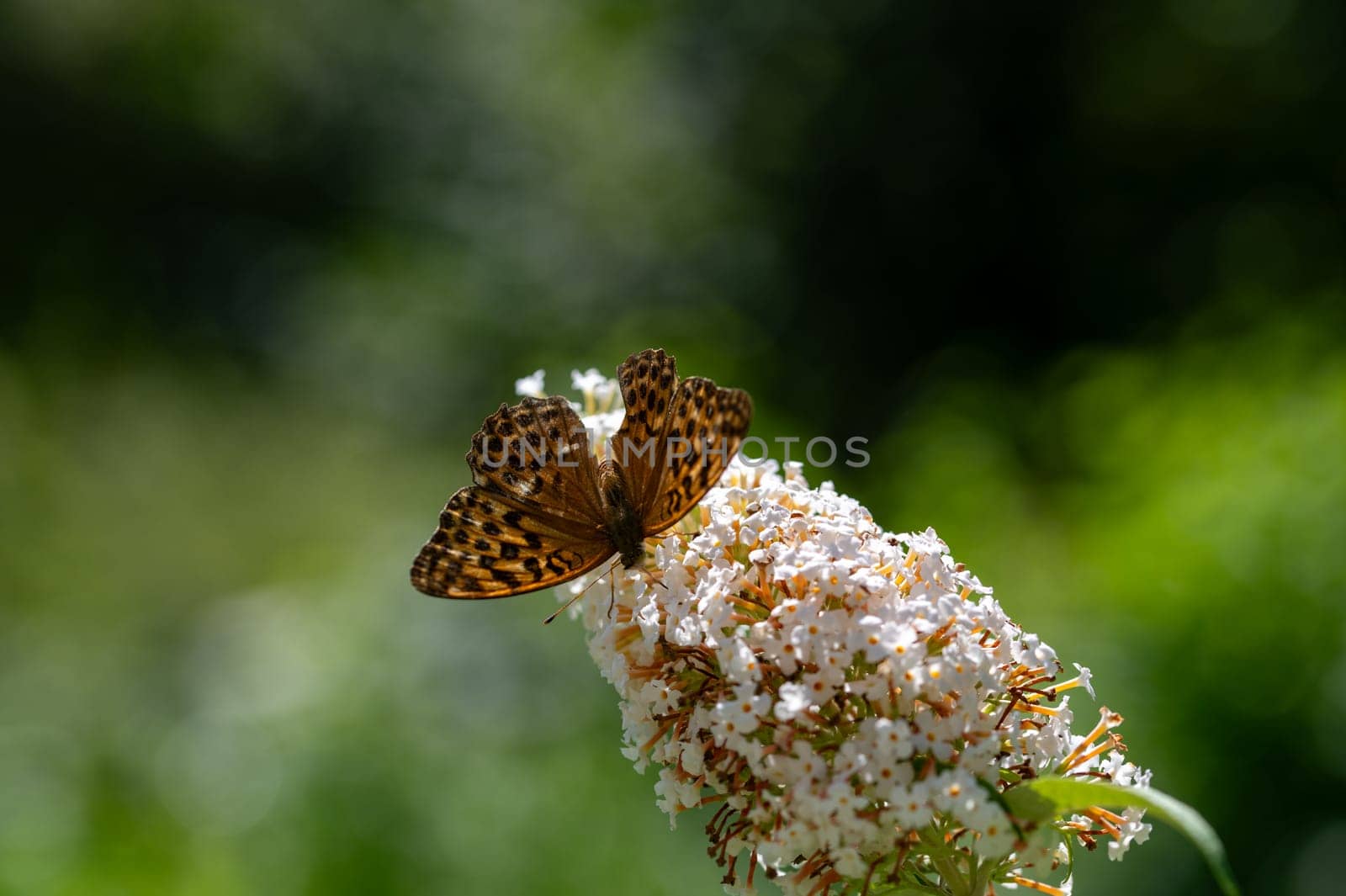 Butterfly "Emperor Mantle"" (Argynnis paphia) on white buddleia in green nature"