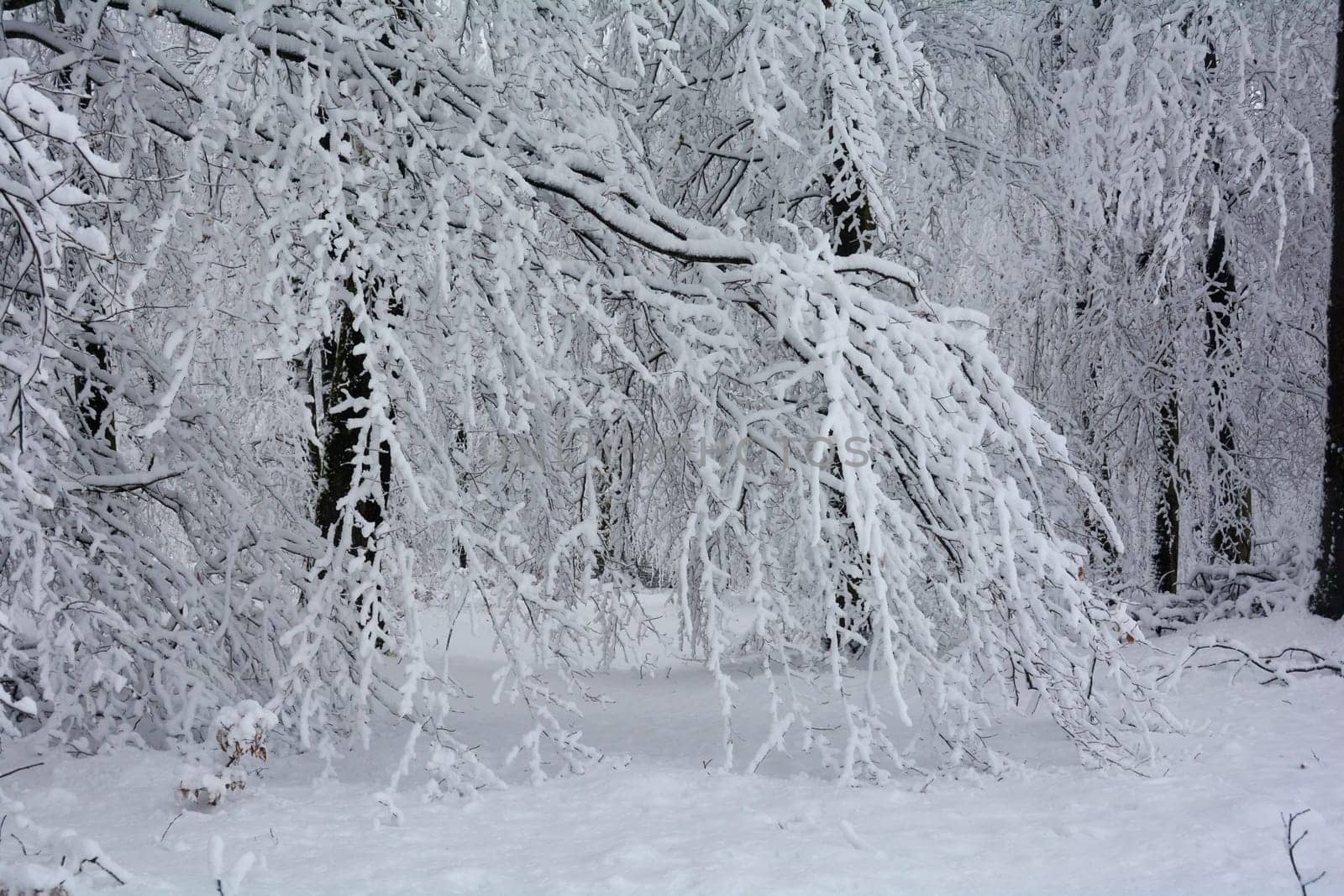 Trees in the forest in winter with a lot of snow