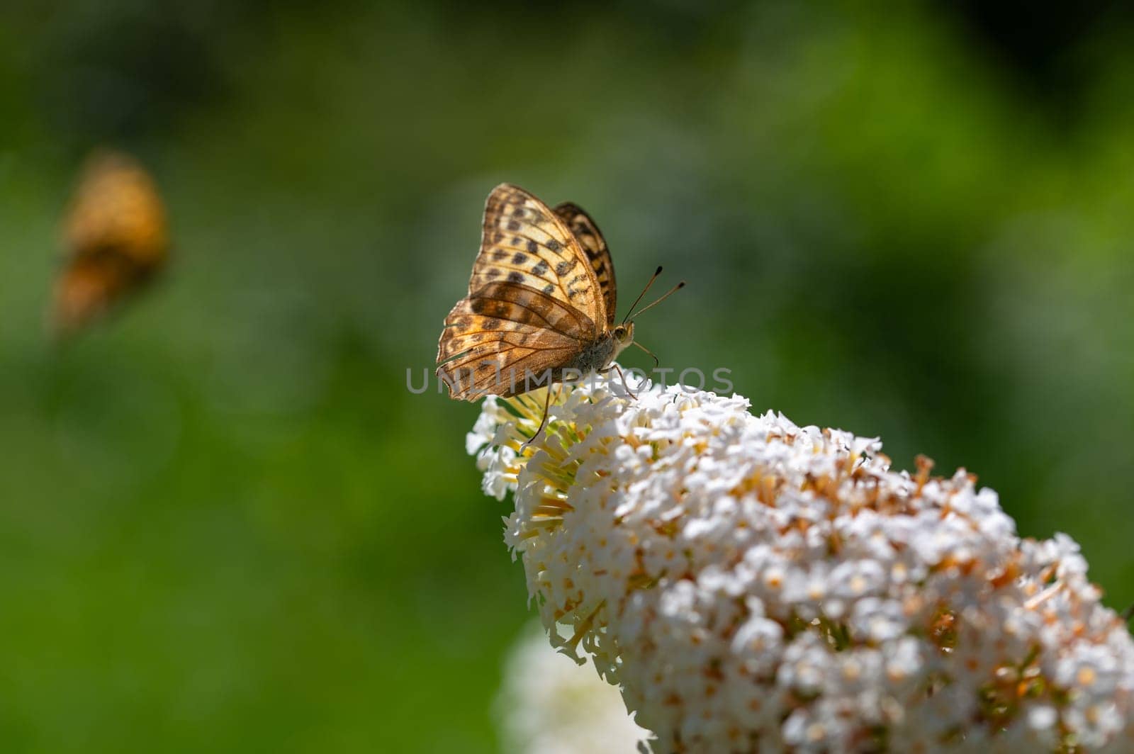 Butterfly "Emperor Mantle"" (Argynnis paphia) on white buddleia in green nature"