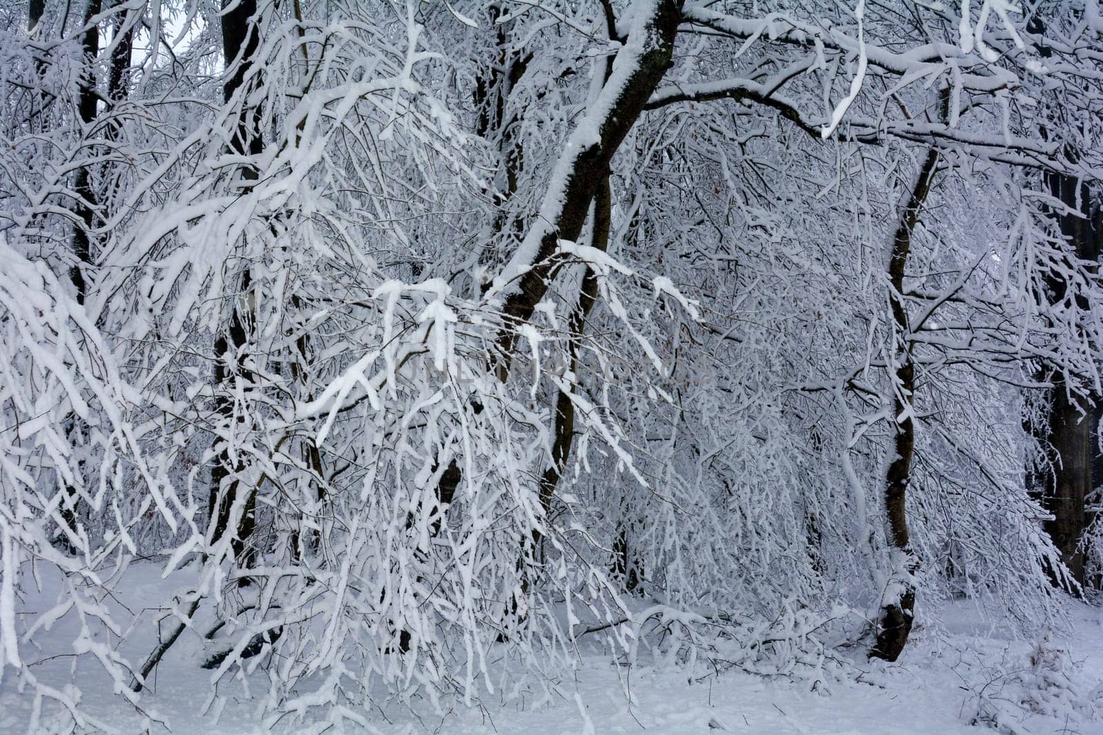 Trees in the forest in winter with a lot of snow
